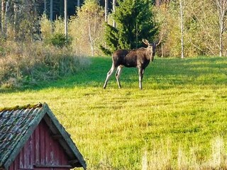 Ferienhaus Hedekas  20