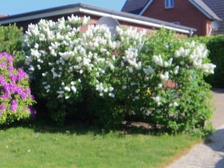 Südlage-Innenhof  mit Terrassen und Parkplatz.