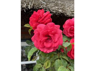 Ferienhaus Nieblum Umgebung 31