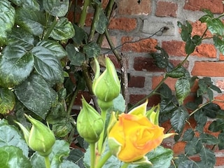 Ferienhaus Nieblum Umgebung 33