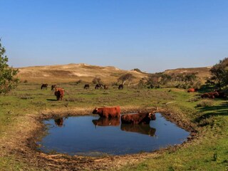 Villa Bergen (Holland) Omgeving 18