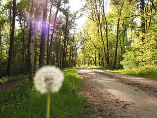 Parc de vacances Hengelo in Gelderland Environnement 29