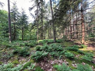 Ferienpark Hengelo in Gelderland Umgebung 31
