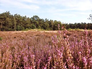 Ferienpark Hengelo in Gelderland Umgebung 28
