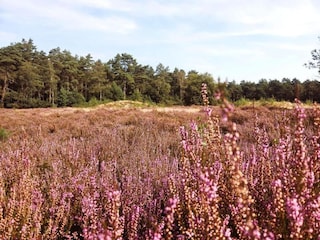 Ferienpark Hengelo in Gelderland Umgebung 34