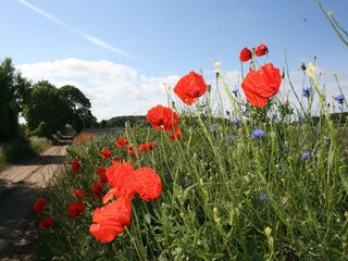 Appartement Zierow Environnement 15