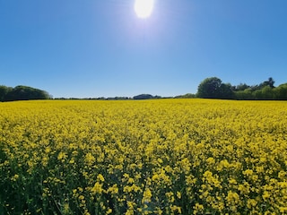 Rapsblüte in Angeln