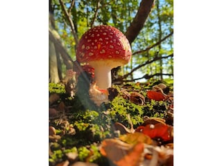 Waldspaziergang