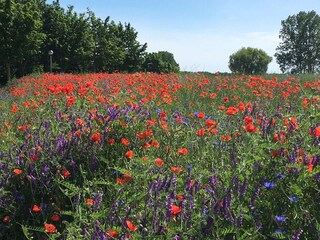 Ein Blütenmeer im Sommer auf vielen Feldern