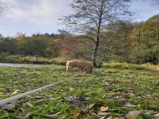 Casa per le vacanze Fauvillers Ambiente 26