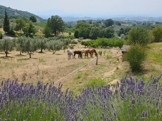Type de propriété : Ferme Casperia Environnement 27