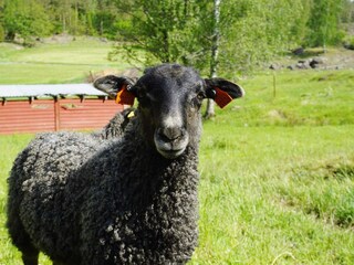 Vakantiehuis Flen  26