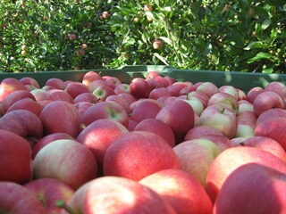 Appartamento per vacanze Gargazon Registrazione all'aperto 12