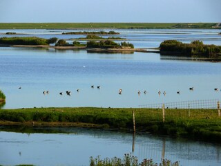 Ferienwohnung Dagebüll Außenaufnahme 3