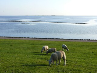 Sheep on the dyke