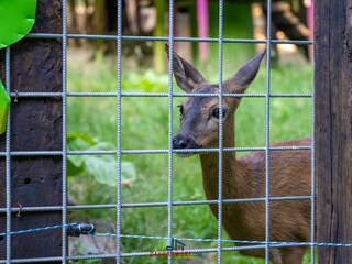 Casa de vacaciones Lokve Entorno 38