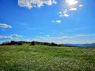 Sommerwiese