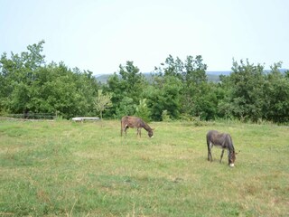 Holiday house Largentière Outdoor Recording 12