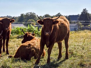Ferienhaus Calvinet Umgebung 32