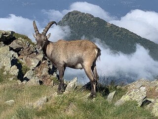 Appartamento per vacanze Colico Ambiente 37