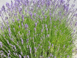 Parco vacanze Monthou-sur-Cher Registrazione all'aperto 1