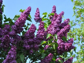 Vakantiepark Monthou-sur-Cher Buitenaudio-opname 12