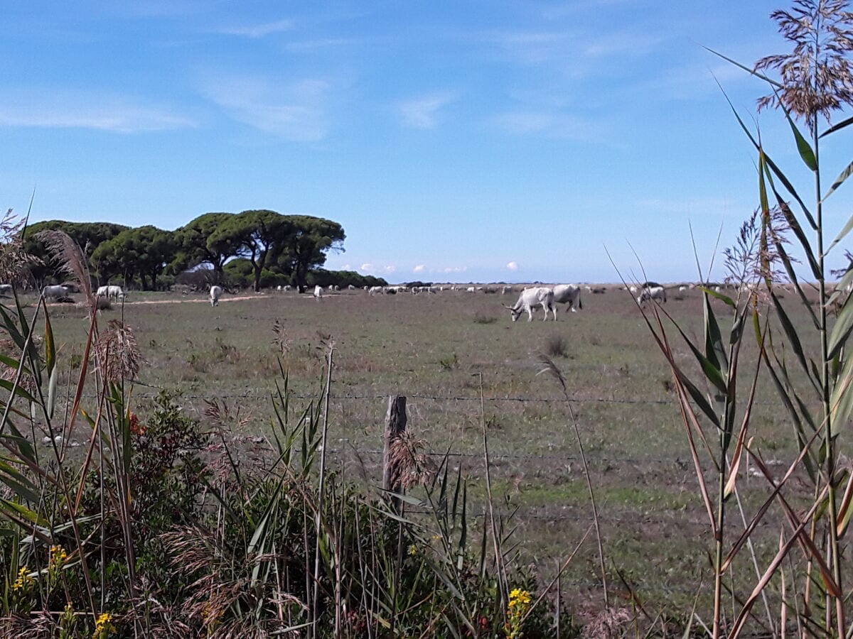 Auf dem Weg zum Meer durch die Maremma