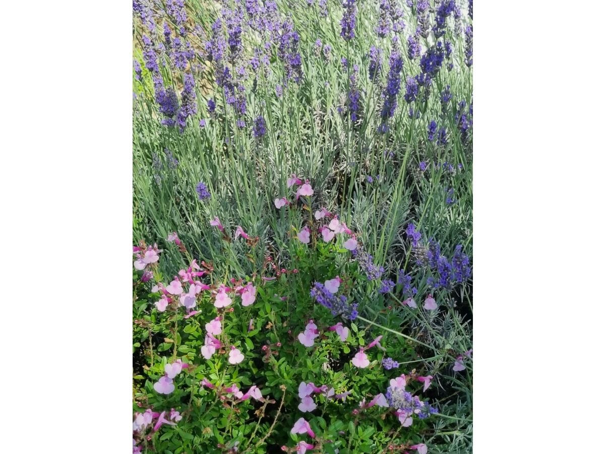 Lavendel im Garten