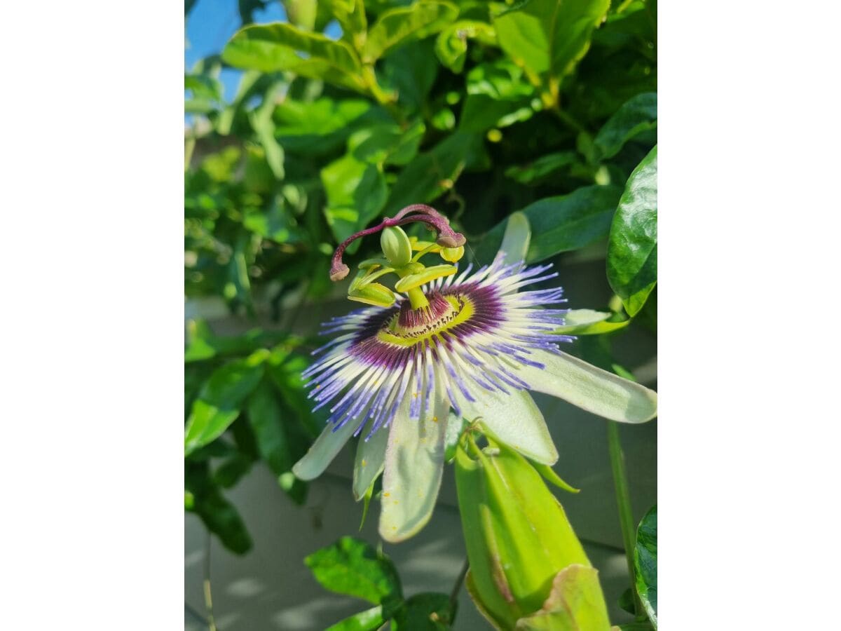 Blumen im Garten um das Haus