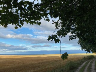 Weg zum Waldschätzchen
