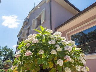 Villa Montescudaio Grabación al aire libre 4