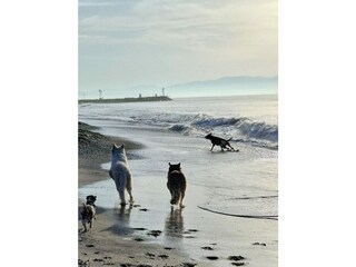 Villa Montescudaio Environnement 5