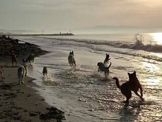 Villa Montescudaio Environment 6