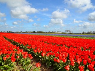 Tulpenfelder in Limmen