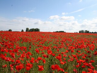Holiday house Graal-Müritz Environment 37