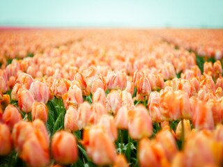 Casa per le vacanze Julianadorp Ambiente 32