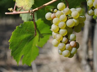 Rieslingtraube zur Erntezeit im Oktober