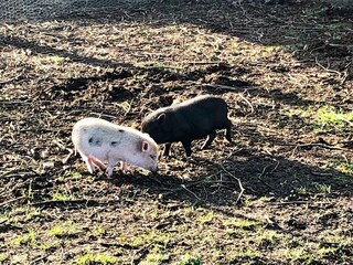 Vakantiehuis Ansager  2