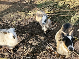 Ferienhaus Ansager  32