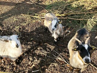 Maison de vacances Ansager  41