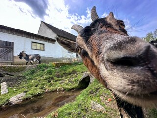 Maison de vacances Neunburg vorm Wald Environnement 30