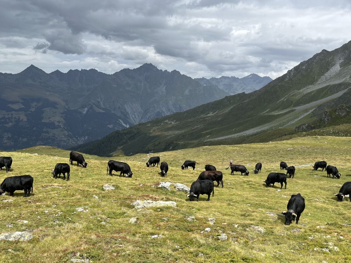 Die Alp von Mille im Bagnes Tal