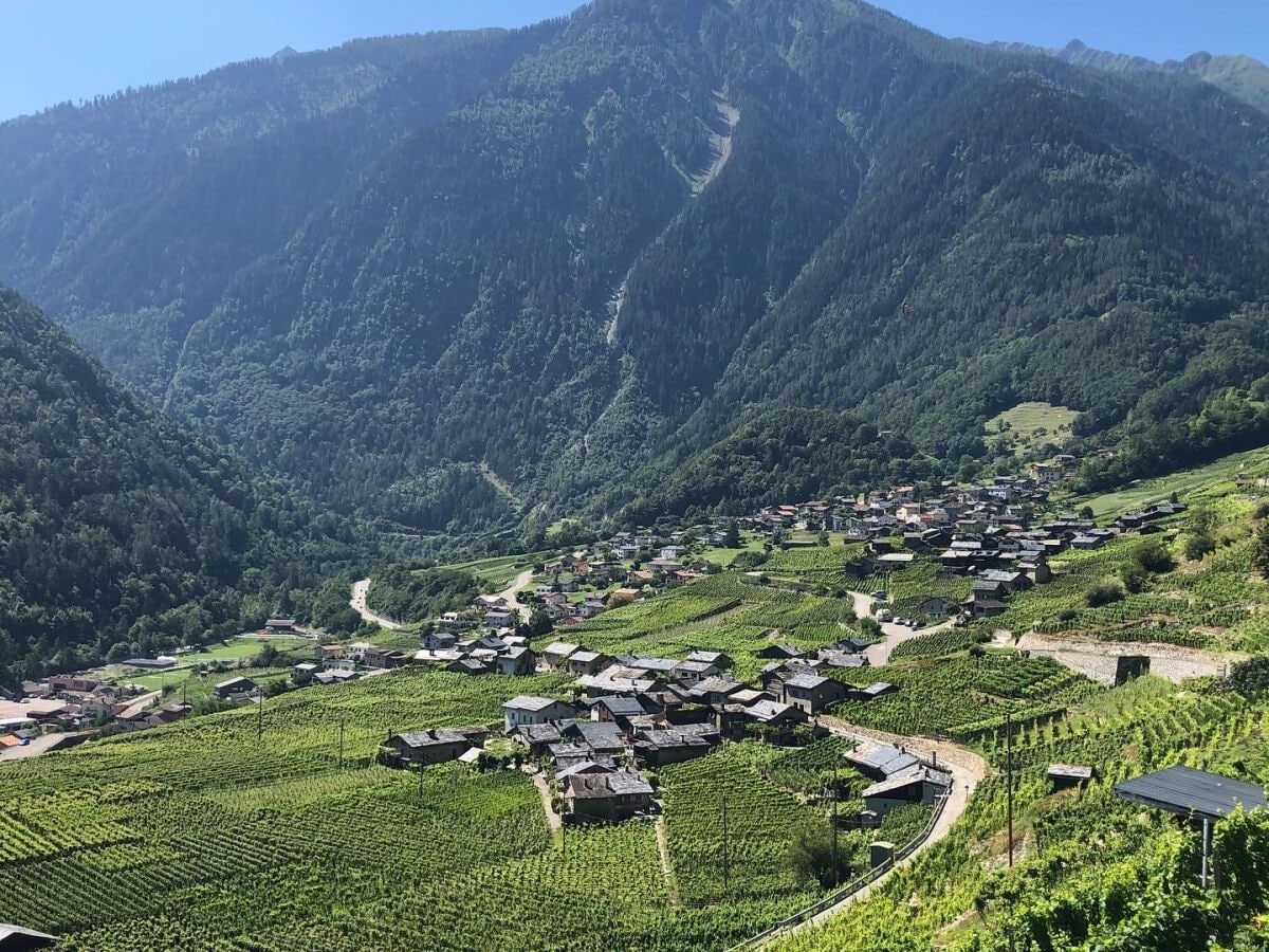 Weinbau von Plan Cerisier oberhalb von Martigny