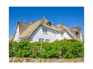 Von Syltrosen umgeben