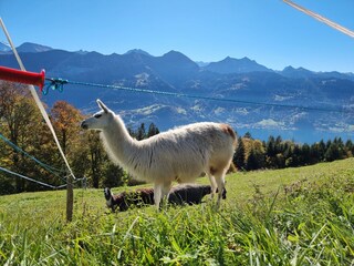 Holiday apartment Beatenberg Environment 31