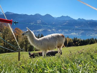 Lamas direkt vor Ort