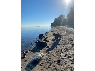 Überall freier und Hunde Strand