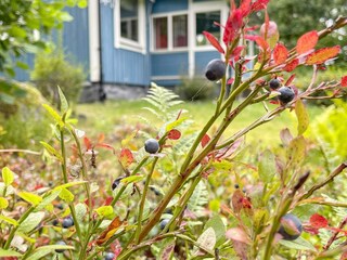 Holiday house Trensum Outdoor Recording 11