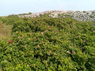 Vakantiehuis Havstenssund  8