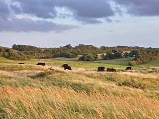 Ferienhaus Virksund Außenaufnahme 6